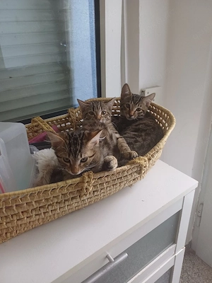 Wunderschöne Kitten 