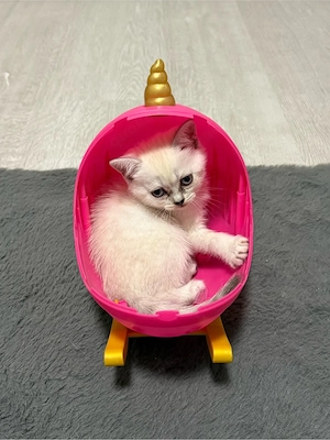 BKH Britisch Kurzhaar Kitten Katzen 