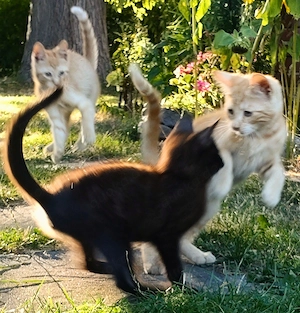 Noch drei zauberhafte Mixis suchen ihr Traumzuhause 
