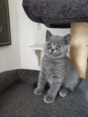 BKH Kitten Auszugsbereit