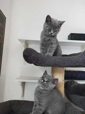 BKH Kitten - suchen ein neues Zuhause