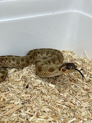 Hakennasennatter Weibchen (Heterodon nasicus) Swiss chocolate Anaconda 66% het Toffeebelly