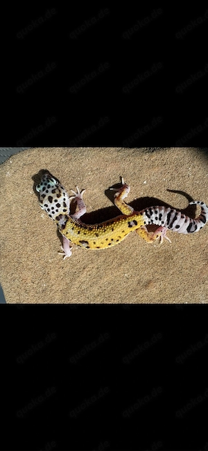 Leopardengecko-Babys 