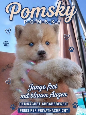 Pomsky F2B mittelklein blaue Augen creme merle