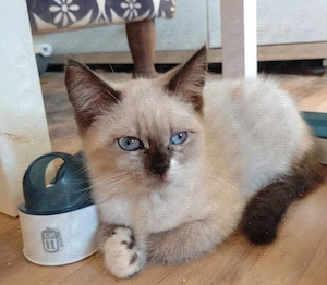 Traumhaft schöne BKH   BLH Kitten  Bild 7