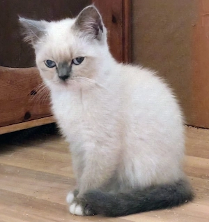 Traumhaft schöne BKH   BLH Kitten  Bild 5