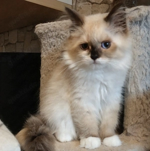 Traumhaft schöne BKH   BLH Kitten  Bild 3