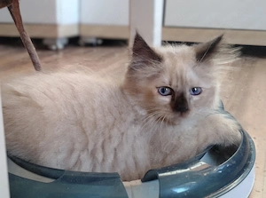 Traumhaft schöne BKH   BLH Kitten  Bild 6
