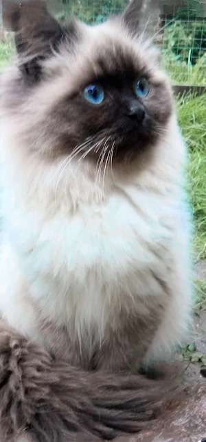 Traumhaft schöne BKH   BLH Kitten  Bild 10