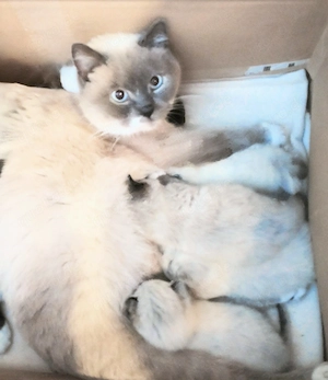 Traumhaft schöne BKH   BLH Kitten  Bild 9
