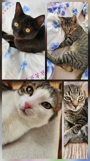 Vier liebevolle Kitten suchen ein liebevolles Zuhause bevorzugt mit gesichertem Freigang