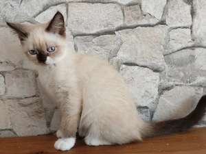 Traumhaft schöne BKH   BLH Kitten  Bild 8