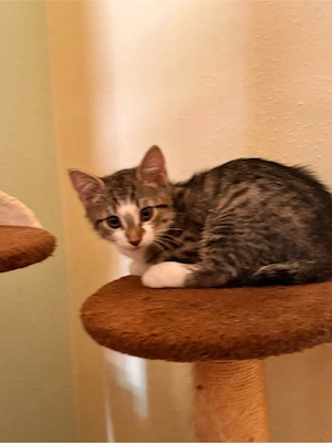 Babykatze abgabebereit
