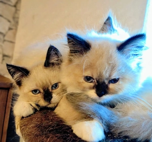 Traumhaft schöne BKH   BLH Kitten 