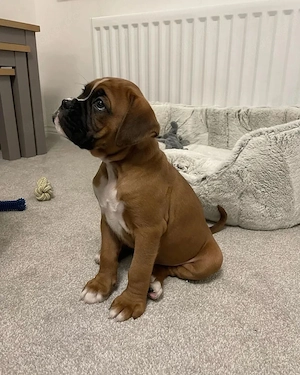 Liebevolle Boxerwelpen suchen ein Zuhause