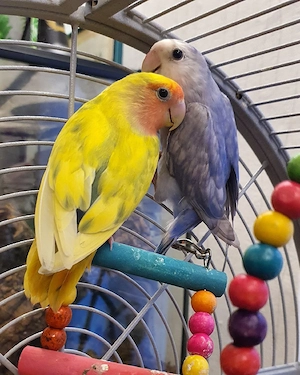 2 Junge Rosenköpfchen Unzertrennliche Agaporniden Love Birds 