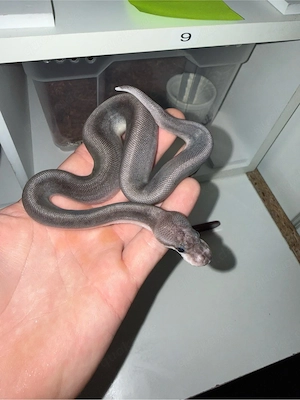 Königpython Nachzuchten 2026