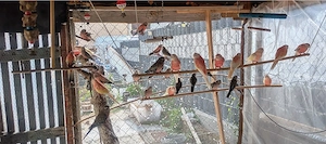 Bourkesittiche Abzugeben Wildfarben , Rubino