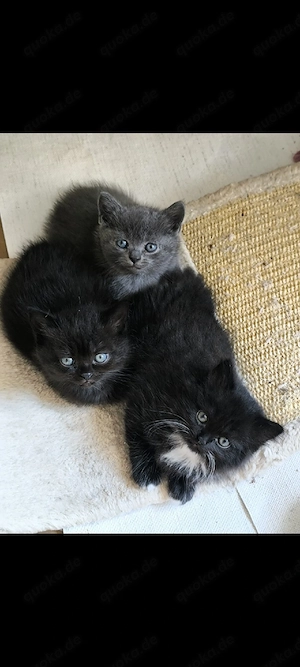 Katzenbaby