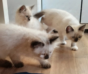 Traumhaft schöne BKH   BLH Kitten  Bild 2