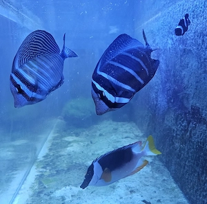 Meerwasser Fische