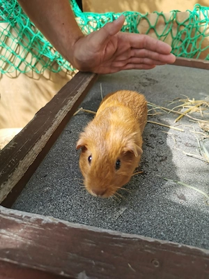 Meerschweinchen, Meerschweinchenböckchen 