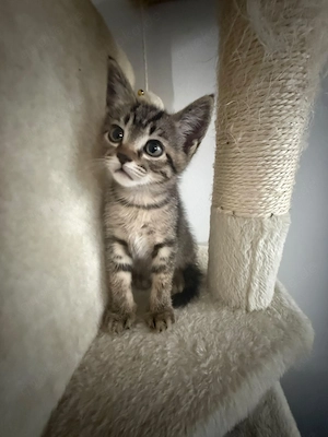 Süße BKH-Siam-Mix Kitten suchen liebevolles Zuhause Bild 2