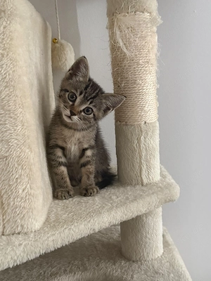Süße BKH-Siam-Mix Kitten suchen liebevolles Zuhause Bild 3