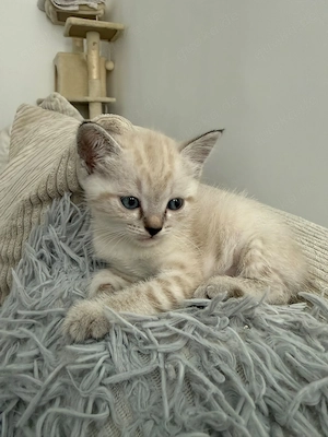 Süße BKH-Siam-Mix Kitten suchen liebevolles Zuhause Bild 6