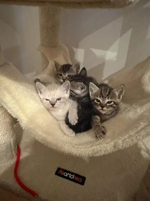 Süße BKH-Siam-Mix Kitten suchen liebevolles Zuhause