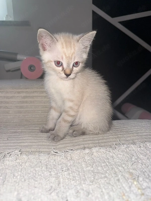 Süße BKH-Siam-Mix Kitten suchen liebevolles Zuhause Bild 4