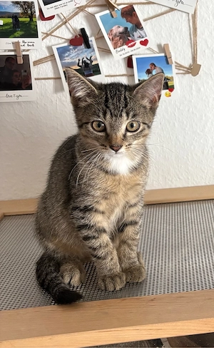 1 Kitten Junge und Mädche sucht noch ein zu Hause 