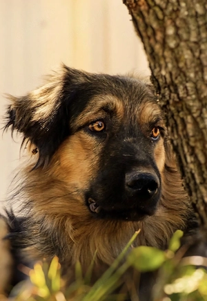 Mini Collie Schäferhund Mix Rüde 12Mon 16kg 36cm bundesweit ausreisebereit 