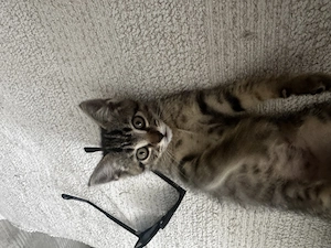 Süße BKH-Siam-Mix Kitten suchen liebevolles Zuhause Bild 9