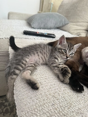 Süße BKH-Siam-Mix Kitten suchen liebevolles Zuhause Bild 5