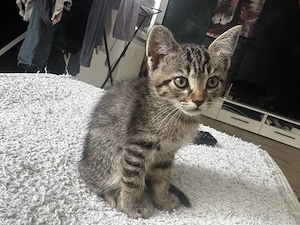 Süße BKH-Siam-Mix Kitten suchen liebevolles Zuhause Bild 7