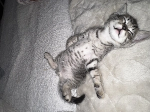Süße BKH-Siam-Mix Kitten suchen liebevolles Zuhause Bild 10