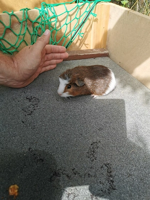 Meerschweinchen, Meerschweinchenböckchen 
