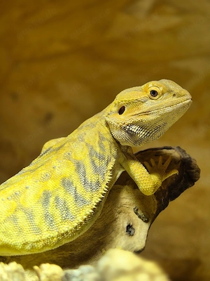 hypo high citrus tiger leatherback bock