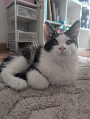 Maine Coon Kätzchen   zwei wunderschöne Riesenjungs