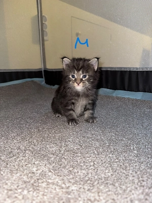4 Maine Coon Kitten - aktuell 3 Wochen alt