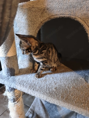 Bengal Kitten Babys Bild 2