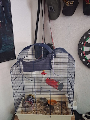 ich verkaufe ratten