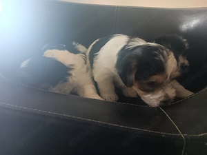 Malteseser Mix welpen Hybrudhunde 
