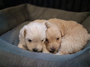 Maltipoo Mix Welpen