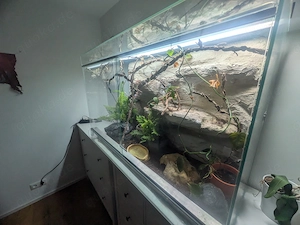 Terrarium inkl. 2 Kornnattern & Zubehör abzugeben