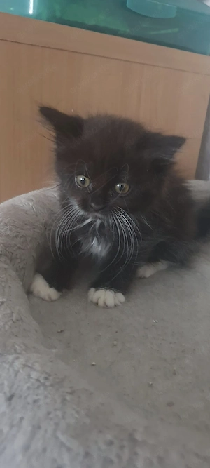Wunderschöne cherubim Ragdoll kitten 