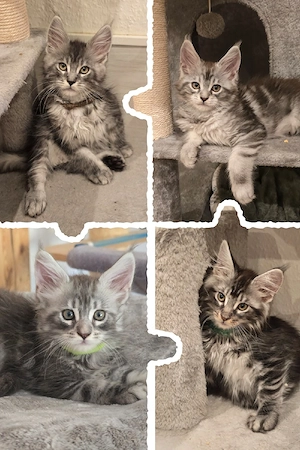 Reinrassige Maine Coon Kitten 