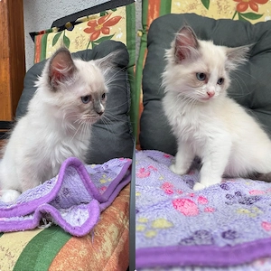 Wunderschöne Ragdollkaterchen abzugeben