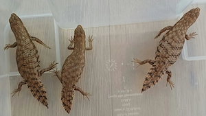 Egernia depressa Zwergstachelskink